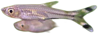 Scissortail Rasbora