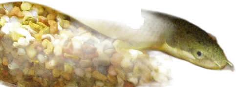 Senegal Bichir