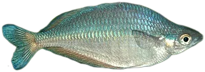 Sentani Rainbowfish