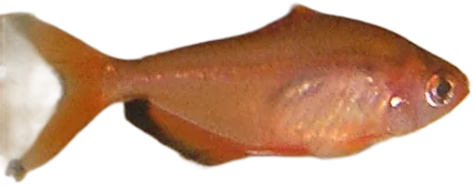Serpae Tetra