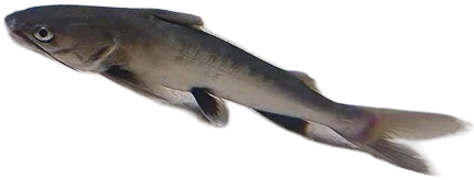 Shark Catfish