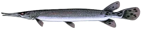 短吻雀鳝 Shortnose Gar