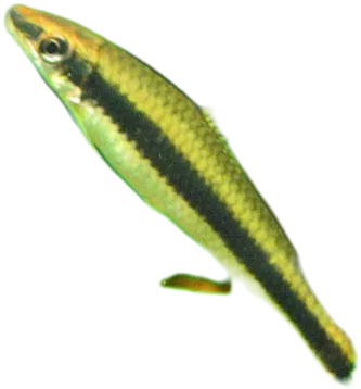 穗唇魮 Siamese Algae Eater