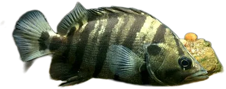 Siamese Tigerfish
