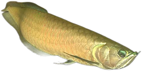 Silver Arowana