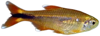 Silvertip Tetra