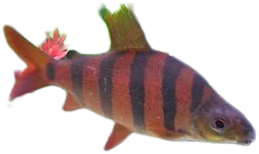Sixbar Distichodus