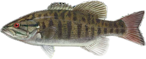 Smallmouth Bass