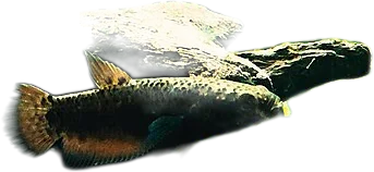 Snakehead Fighter