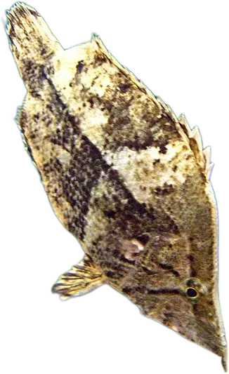 枯叶鱼 South American Leaf Fish