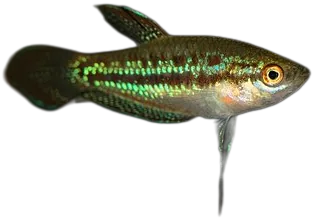 Sparkling Gourami