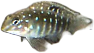 Spotfin Goby Cichlid