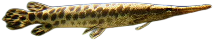 斑点雀鳝 Spotted Gar