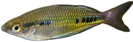 斑舌鳞银汉鱼 Spotted Rainbowfish 