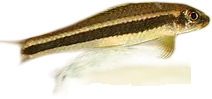 条纹墨头鱼 Stonelapping Minnow