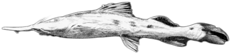 Sturgeon Catfish