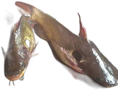 Sun Catfish