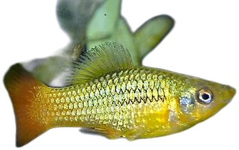 Sunset Platy