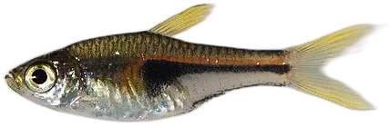 亨氏三角波鱼 Swift Rasbora