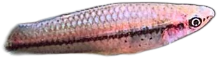 剑尾鱼 Swordtail [Male]
