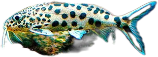 密点歧须𬶏 Synodontis Multipunctatus