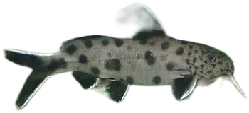 Synodontis Petricola