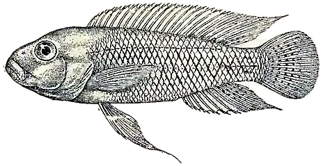 德氏沼丽鱼 Telmatochromis dhonti