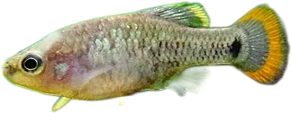 Tequila Splitfin