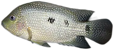 青斑德州丽鱼 Texas Cichlid