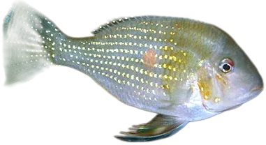 Threadfin Acara