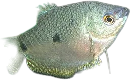 Three Spot Gourami