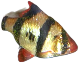 Tiger Barb