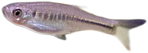 Tiger Danio