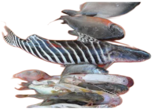 Tigrinus Catfish