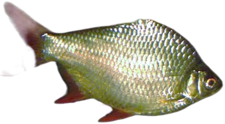 Tinfoil Barb