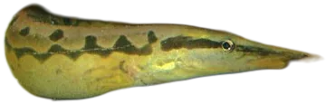 大刺鳅 Tire Track Eel