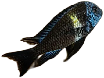 Tropheus Duboisi