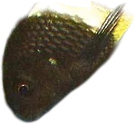 红身蓝首鱼 Tropheus Moorii