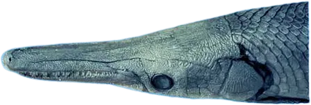 热带骨雀鳝 Tropical Gar