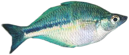 湖虹银汉鱼 Turquoise Rainbowfish