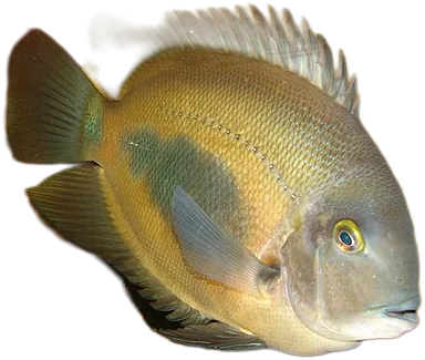 似双刺三角丽鱼 Uaru Cichlid