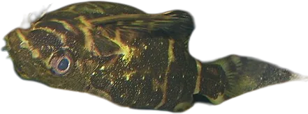黑腹歧须𬶏 Upside Down Catfish
