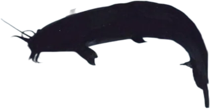 蟾胡鲶 Walking Catfish