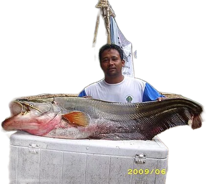 Wallago leeri