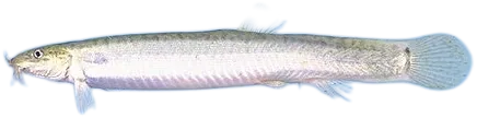 Weather Loach