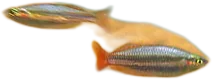 澳洲虹银汉鱼 Western Rainbowfish
