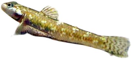 White Cheeked Goby