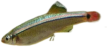 白云金丝（唐鱼） White Cloud Mountain Minnow