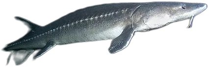 White Sturgeon