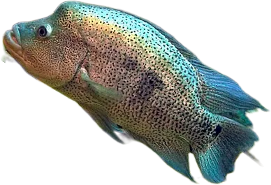 达氏副丽鱼 Wolf Cichlid
